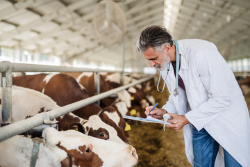 Man veterinary doctor working on diary farm, agriculture industry.