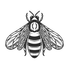 Wall Mural - Illustration of bee in engraving style on white background. Design elements for poster, t-shirt.