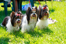 Three Yorkshire Terrier Dogs
