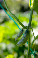 Wall Mural - Green cucumbers ripen on the garden in open ground against a background of juicy green leaves, close-up. Cultivation of vegetables.