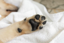 Puppy Dog Paws On White Background. Pet Care And Animals Concept. Dog Feet And Legs.