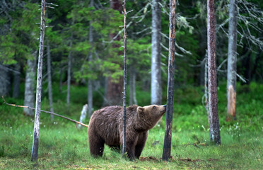 Wall Mural - the bear sniffs a tree. brown bear in the summer pine forest. scientific name: ursus arctos. natural