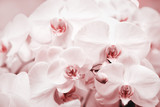 Fototapeta Panele - White orchid as Floral background with pink toned colors, close up photography delicacy petals of beautiful flowers. Beauty in nature.