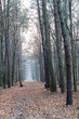 Ścieżka przez jesienny las