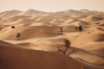 Wall Mural - Trees in desert landscape