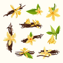 Wall Mural - Vanilla Flowers and Pods or Sticks Isolated on White Background Vector Set