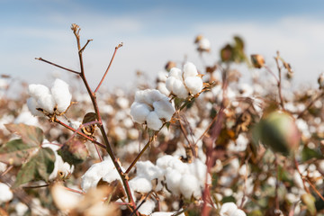 Wall Mural - Cotton plant ready for harvesting in a field in Komotini, Greece