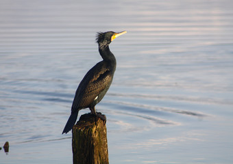 kormoran im morgenlicht auf einem holzpfahl im see von sanguinet in frankreich