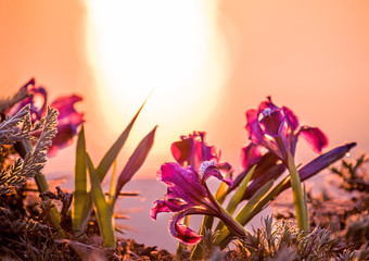 Wall Mural - Blooming of wild flowers of irises on the slopes of the lake in early spring. Beautiful lilac flowers of irises in the wild.