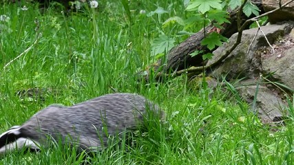 Wall Mural - European badger (Meles meles) foraging in grassland at forest edge in spring