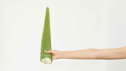 Wall Mural - Isolated hand of woman with aloe vera on white background