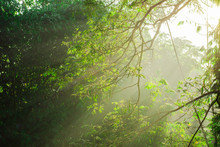 Beautiful Light Of Morning Sun In Thailand, Sun Light Shine Through The Tree In Morning, Beautiful Flare Light Of Beginning New Day With Warm Sunbeam Light, Atmosphere Of Morning In Rural