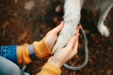 Poster - top view of woman holding her dog paw in her hands