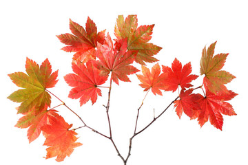 Canvas Print - Autumn maple branch