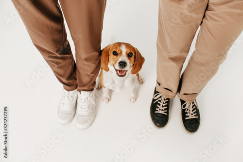 Cuadros en Lienzo happy beagle dog sitting close to owners legs, top view