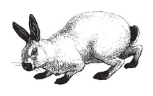 Rabbit / Vintage Illustration From Brockhaus Konversations-Lexikon 1908