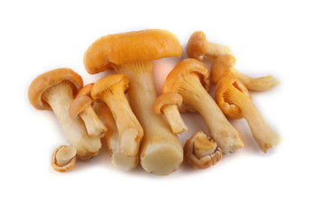 Canvas Print - Golden chanterelle (Cantharellus cibarius) mushroom