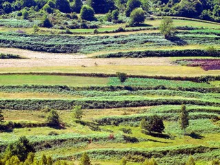 Canvas Print - field