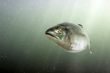 Poster - Chum salmon in the sea. Underwater view