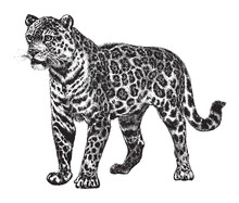 Jaguar (Panthera Onca) / Vintage Illustration From Brockhaus Konversations-Lexikon 1908