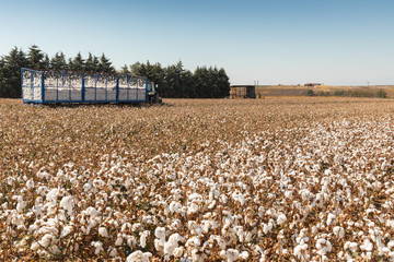 Poster - Seed cotton in a tractor trolley after harvest in a field in Komotini, Greece