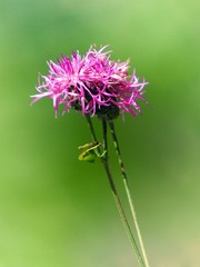 Poster - flower