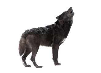 Wall Mural - Howling wolf winter isolated on a white background.