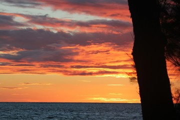 Fiery skies at sunset in a tropical island, framed by the bark of a pine tree