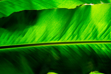 the detail of tropic plant - botanic texture