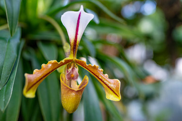 Canvas Print - Paphiopedilum orchid flower in greenhouse close up