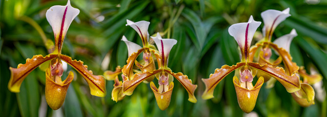 Canvas Print - Paphiopedilum orchid flower in greenhouse close up