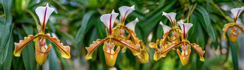 Canvas Print - Paphiopedilum orchid flower in greenhouse close up