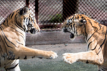 Panthera Tigris Tiger In The Natural.