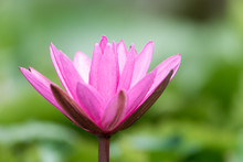 Pink Lotus Blossoms, Water Lily Flowers Blooming In The Pond.