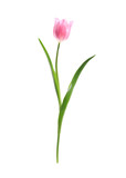 Fototapeta Tulipany - Beautiful spring pink tulip isolated on white
