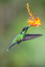 Hummingbird Long-tailed Sylph, Aglaiocercus Kingi With Orange Flower, In Flight. Hummingbird From Colombia In The Bloom Flower, Wildlife From Tropic Jungle.