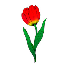 Wall Mural - Red Tulip hand drawn drawing.Stylized image of a Tulip flower.One Tulip isolated on a white background.Vector