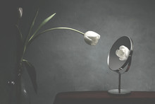 White Tulip Looking At Itself In The Mirror, Vanity Concept