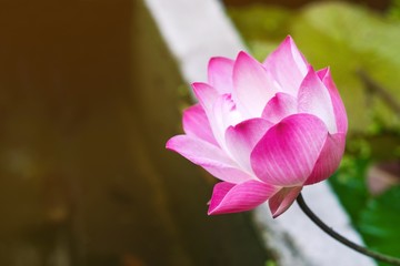 Pink lotus flower in the temple