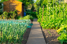 Allotment Growing Vegetables In Community Garden Plot