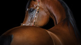 Fototapeta Konie - Portrait of a beautiful chestnut arabian horse looks back on black background, face closeup.