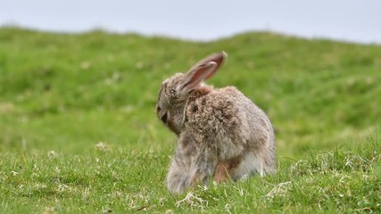Wall Mural - European rabbit (Oryctolagus cuniculus) grooming fur and lying down in meadow
