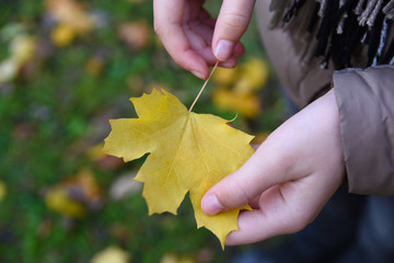 A girl hands fallen yellow maple leaf in her hands. Autumn in the park. Green grass with fallen leaves on the background