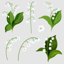 Isolated Set Lily Of The Valley Bouquet Elements