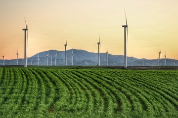 wind turbines in the field