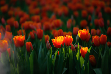 field of red tulips