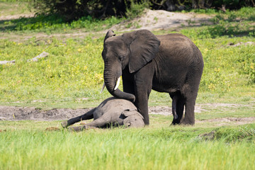 Poster - Elefant