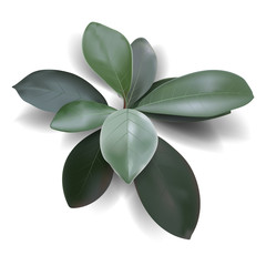 Wall Mural - realistic tropical leaves on a white background. vector illustration.