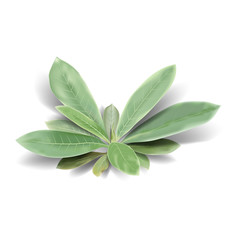 Wall Mural - realistic tropical leaves on a white background. vector illustration.