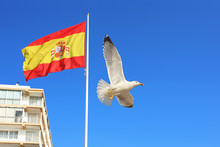 Spanish National Flag And White Bird Against The Blue Sky. Symbol Of Freedom